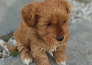 Hawańczyk rodowód FCI