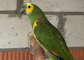 Para Amazonki niebieskoczelne