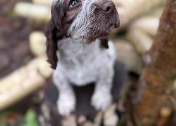 Jedyna taka! Wyjątkowa sunia Cocker Spaniel Angielski Liver Roan rodowód
