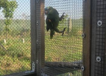 Amazonka niebieskoczelna samica