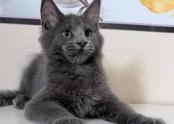 Maine Coon - kocięta !