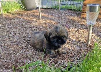 Shih tzu  sprzedam ostatnia suczka brązową