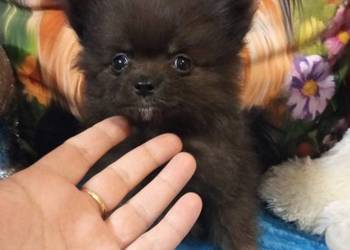 Chłopak szpic miniaturowy malutki