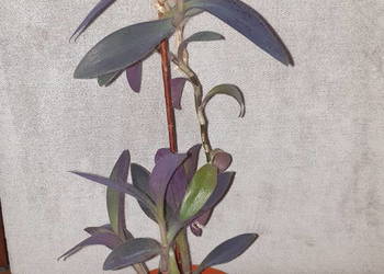 Trzykrotka, setkrezja purpurowa nr 1 , wysokość 37cm