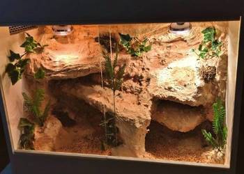 Terrarium pustynne dla agamy brodatej gekona lamparciego