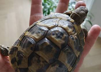 Żółw Grecki Żółw Lądowy Olsztyn wysyłka cała Polska