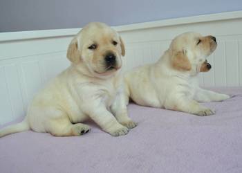 Szczeniaki Labrador Retriever biszkoptowe. Badania Genetyczne!
