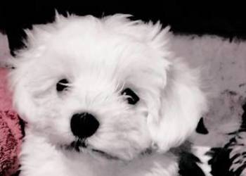 Ostatnia sunia Maltańczyk