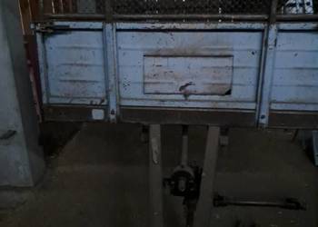 Rozrzutnik czarna białostocka