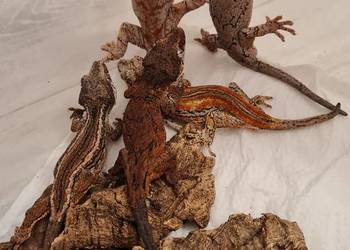 Gekon uszasty gargulcowy Rhacodactylus auriculatus orzęsiony