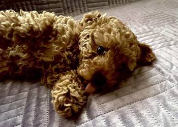 Pudel Toy red chłopiec