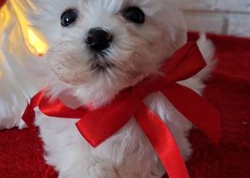 Maltanczyk szczeniak 2 suczki