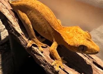 Gekon orzęsiony samiczka