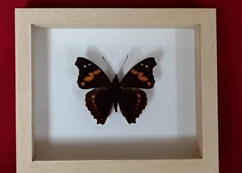 Motyl w ramce 12x10 cm Doxocopa ellis 50 mm .