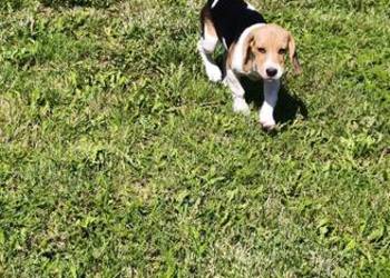 Piesek Beagle tricolor metryka czip wyprawka