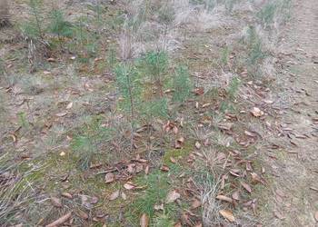 Sadzonki sosny dębu Akcji Brzozy