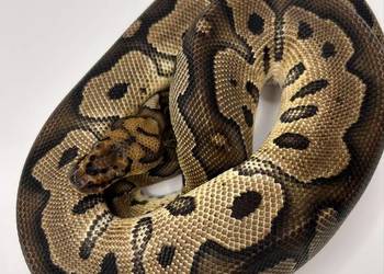 Węże różne odmiany pytony birmańskie królewskie siatkowane