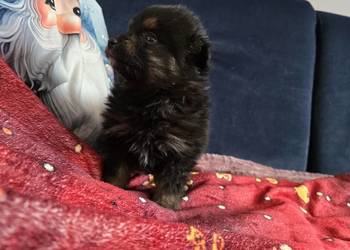 Szpic pomeranian
