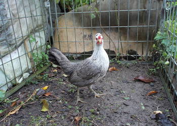 Liliputki złociste i srebrzyste para kogut + kura, kury