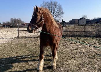 Sprzedam kobyle sokolska zimnokrwista