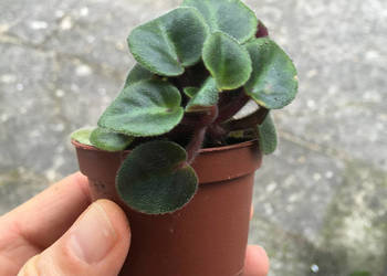 Fiołek Saintpaulia Dangerous nr 7 miniatura