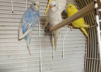 Sprzedam młode papugi faliste