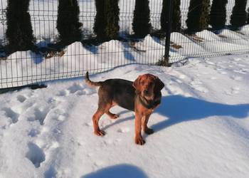 Szczeniak Ogar Polski FCI