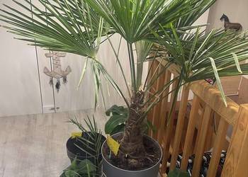 Trachycarpus fortunei 120 cm Roślina