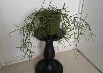 Rhipsalis baccifera patyczak duży wiszący