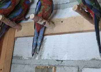 Rozella , rozelle królewskie