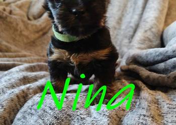 yorkshire terrier chłopiec i dziewczynka