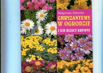 Chryzantemy w ogrodzie -Małgorzata  Zalewska