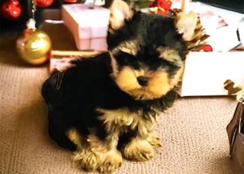 York Piękny Rey. Cudeńko dla wymagających.