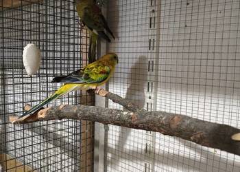 Papugi Świergoty para