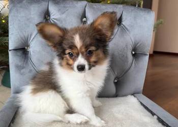 Papillon szczeniak Spaniel kontynentalny miniaturowy piesek