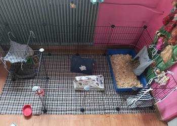 Kojec dla zwierząt klatka wybieg dla świnki morskiej czarny