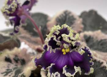 Fiołek afrykański kwitnąca sadzonka