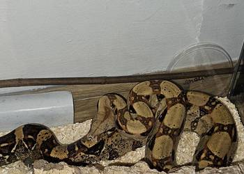 boa constrictor plus terrarium
