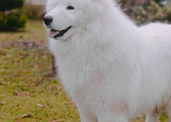 Samoyed piesek  8 miesięcy
