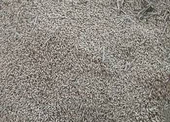 Jęczmień Jęczmień