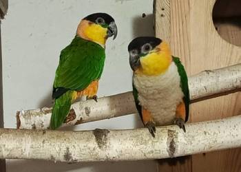 Aleksandretty, Rudosterki i inne Papugi