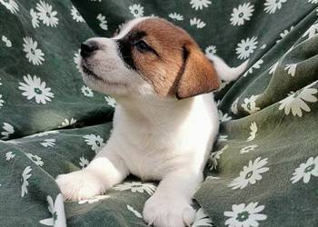 Wzorcowe Jack Russell terrier rodzice rodowód międzynarodowy FCI