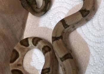 Boa jungle/motley/ leopard