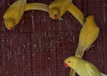 Aleksandretty obrożne z 2025