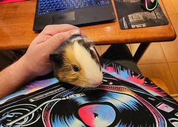 Sprzedam świnki morskie