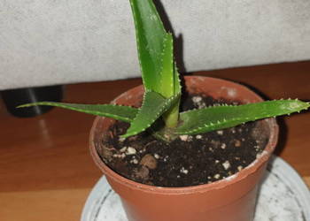 Aloes, zielony, roślina rosnąca