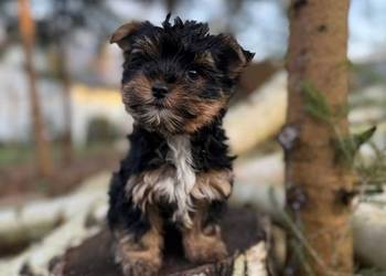 Piękny piesek York mini XXS z rodowodem wielopokoleniowym