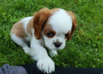 Cavalier King Charles Spaniel dziewczynka