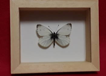 Motyl w ramce 10 x 8 cm . Pieris napi - Bielinek bytomkowiec