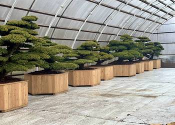 Bonsai z Japonii Pinus Parviflora